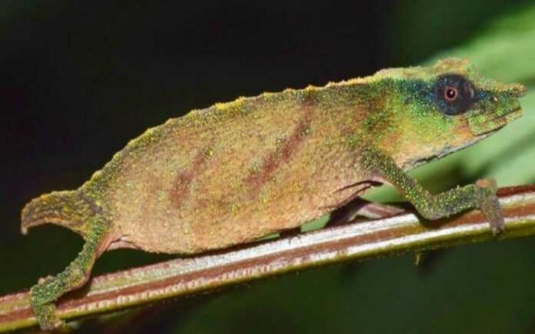 La déforestation menace le caméléon pygmée au Malawi