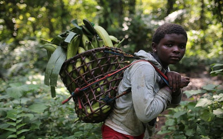L’ambassadeur de l’UE invité à aborder la question de la destruction des forêts au Cameroun