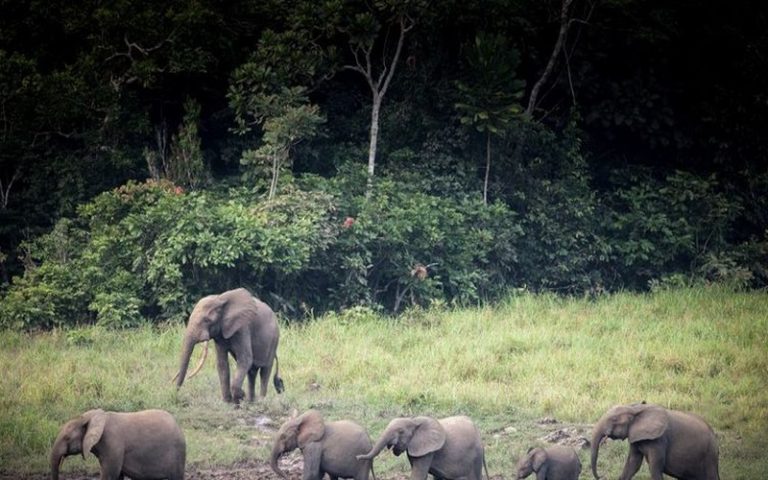 Le parc d&rsquo;Ivindo au Gabon classé au patrimoine mondial de l&rsquo;UNESCO