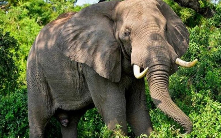 L’éléphant Hamed s&rsquo;échappe du parc de N’zi River Lodge (Côte d&rsquo;Ivoire) et détruit plantations