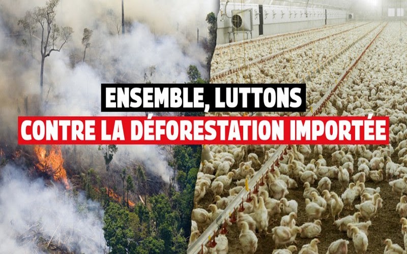 L’élevage industriel, un fléau pour les forêts de l’Amazonie, selon Greenpeace