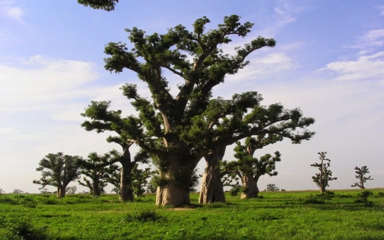 Les forêts au Sénégal : une espèce en voie de disparition avancée