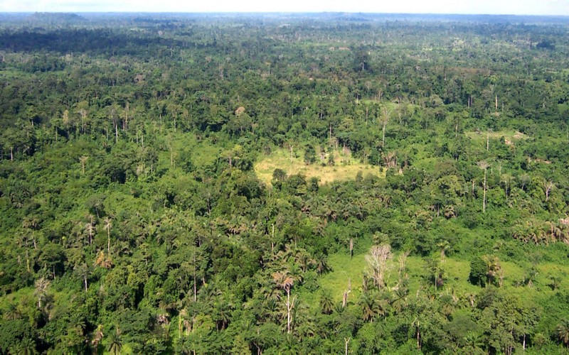 Les forêts des montagnes africaines capables de stocker près de 150 tonnes de carbone par hectare, selon une nouvelle étude