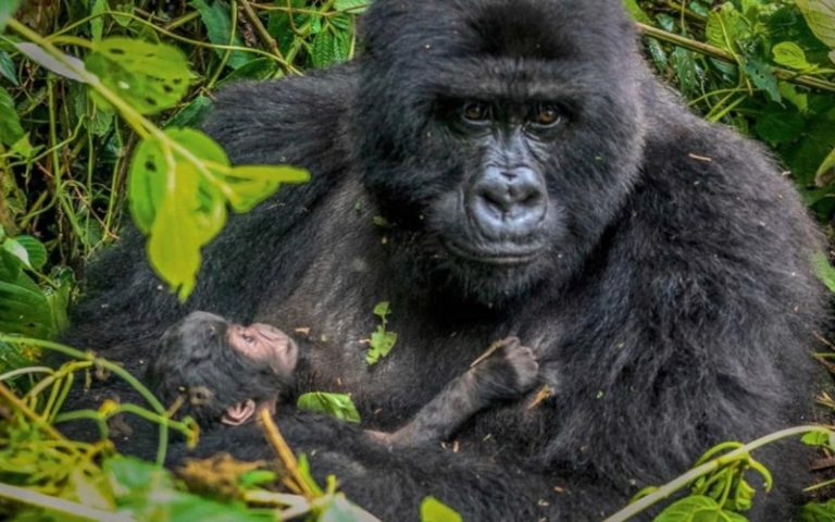 Naissance de deux nouveaux bébés gorilles dans le parc des Virunga en RDC