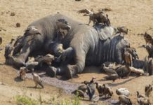 Trafic illicite et dangereux d’espèce faunique : l’éléphant d’Afrique sur la liste rouge d’extinction
