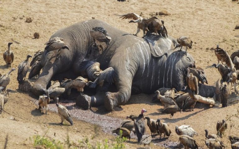 Trafic illicite et dangereux d’espèce faunique : l’éléphant d’Afrique sur la liste rouge d’extinction