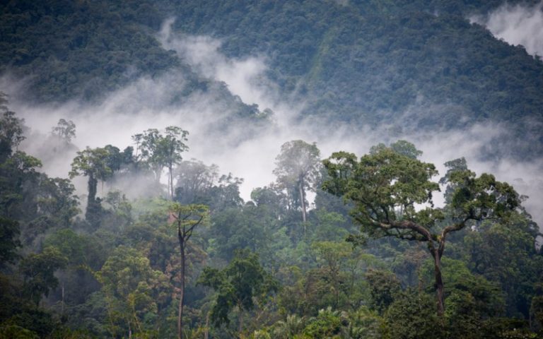 Vers une restauration de 12 millions d’hectares de forêts au Cameroun