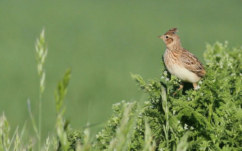 Apprendre à respecter la nature et éveiller les consciences, l’un des objectifs du Congrès mondial de la nature de l’UICN
