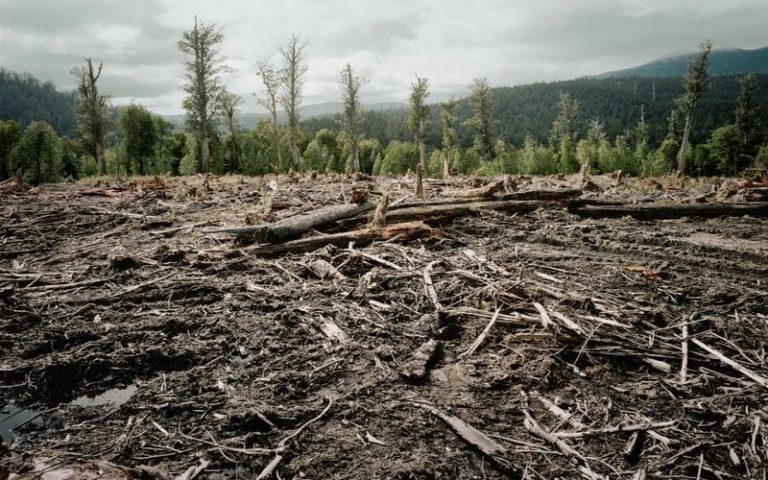 Focus sur les écosystèmes forestiers en danger au Congrès mondial de la nature de l’UICN