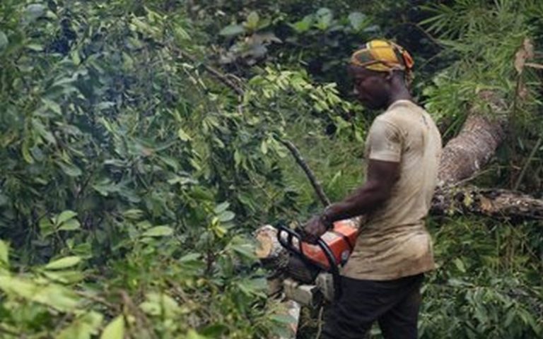 La communauté internationale invitée à agir contre le plan d’ouverture de la deuxième plus grande forêt tropicale du monde