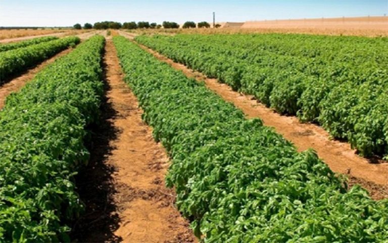 La ferme agricole communautaire de Kandiaye (Sénégal) fait renaître les rêves de développement