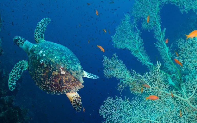 Le congrès mondial de la nature s&rsquo;achève sur un bilan en demi-teinte