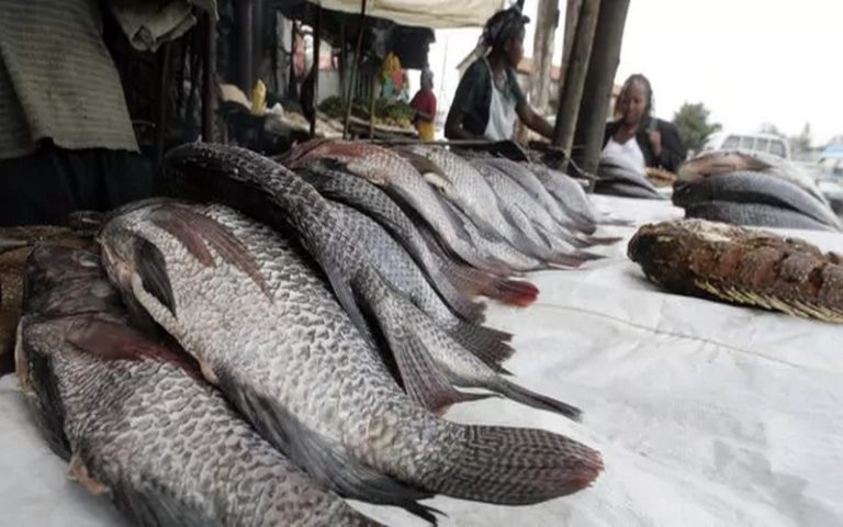 La FAO fait le point sur la situation mondiale des pêches et de l’aquaculture pour l’année 2022