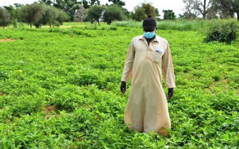 Sénégal : Yaya Dieng prédit une bonne campagne agricole 2021-2022 à Kolda
