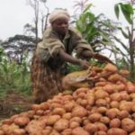 Coopération agricole : le Sénégal et les Pays-Bas misent sur l’innovation pour développer le secteur semencier horticole