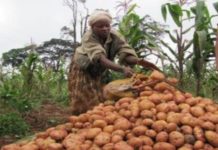 Un partenariat visant à stimuler la production de pommes de terre noué au Kenya