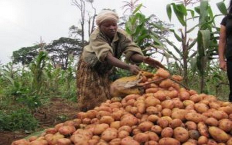 Un partenariat visant à stimuler la production de pommes de terre noué au Kenya