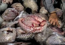 Congrès de Marseille : de l’importance de protéger le pangolin et l’hippopotame