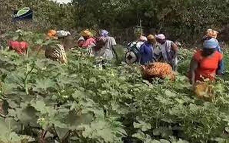 600 femmes Sénégalaises accompagnées dans le cadre de la transition agro écologique à Toubacouta