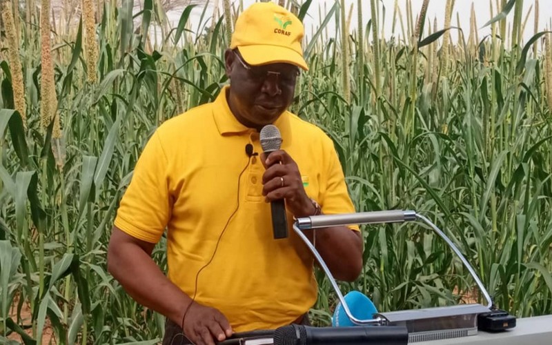Le CORAF se dote de nouvelles variétés agricoles pour lutter contre le changement climatique