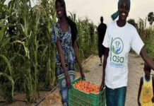 Au Sénégal, la Banque africaine de développement contribue à renforcer la sécurité alimentaire dans les régions de Louga, Matam et Kaffrine (rapport)