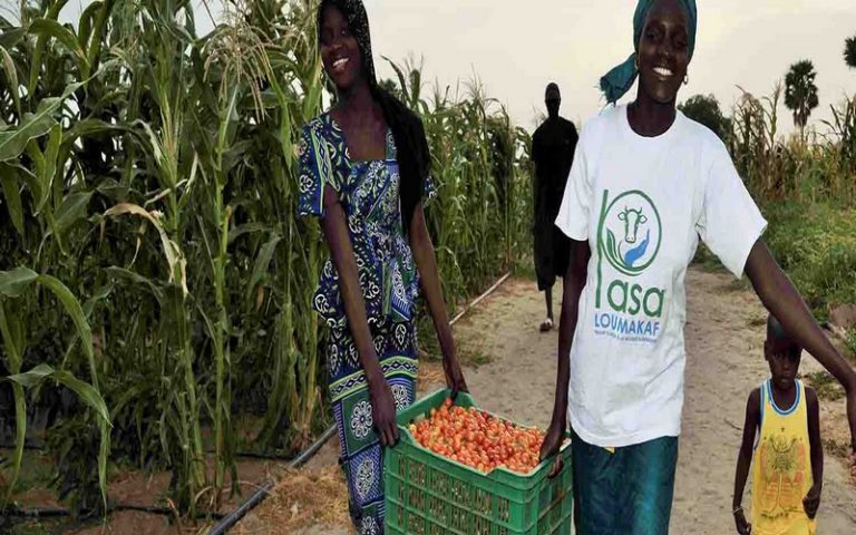 Au Sénégal, la Banque africaine de développement contribue à renforcer la sécurité alimentaire dans les régions de Louga, Matam et Kaffrine (rapport)