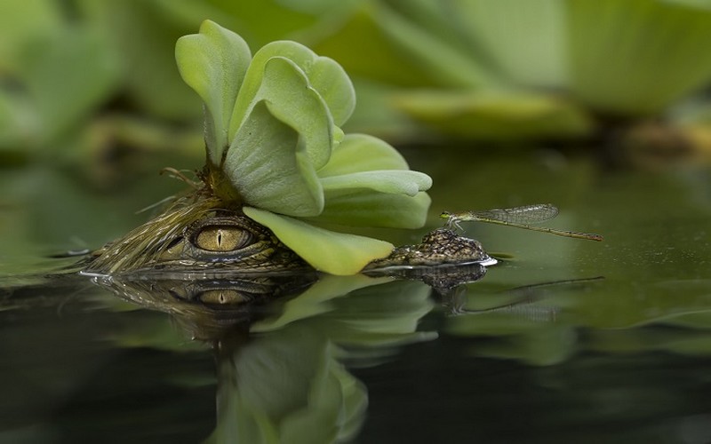 Les travaux de la COP15 biodiversité entamés lundi en virtuel en Chine