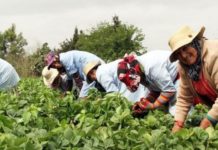 Journée internationale des femmes rurales : La Tunisie réitère sa volonté de soutenir et de défendre les droits des femmes en milieu rural