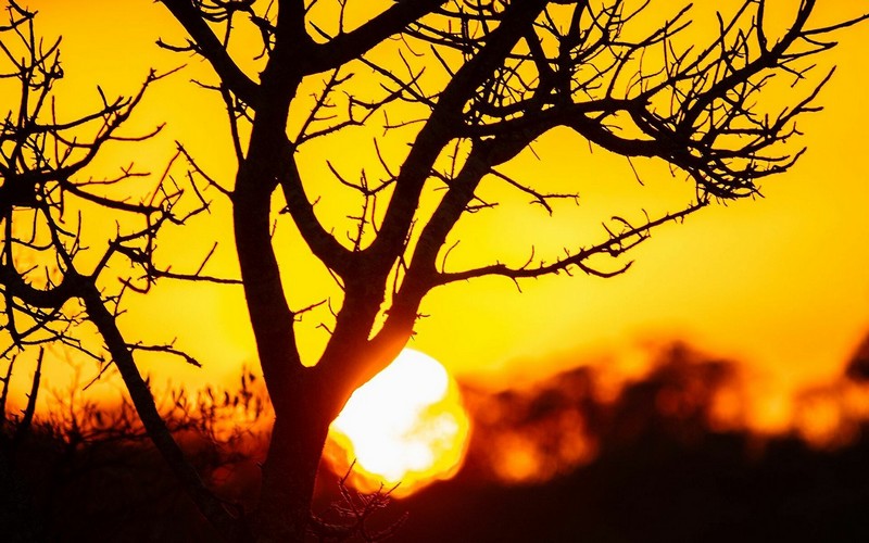 L’agriculture sud-africaine de plus en plus affectée par le changement climatique