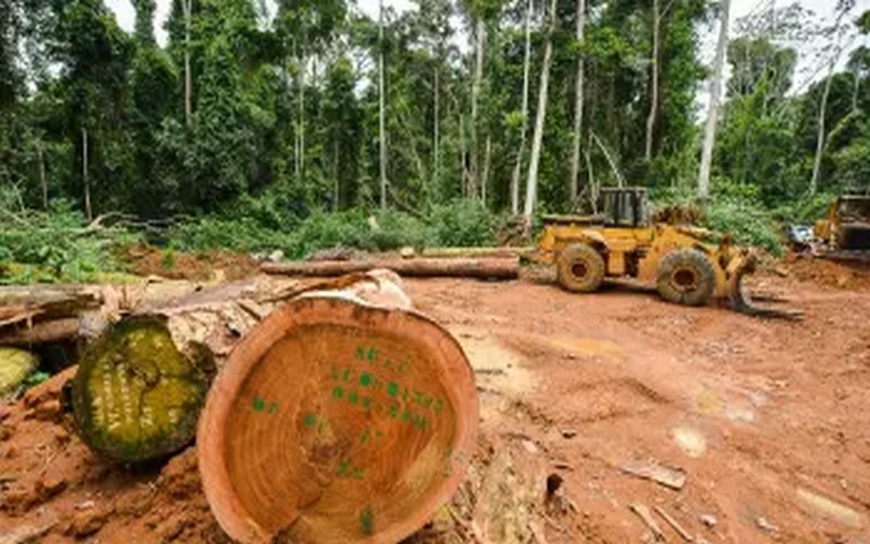 Après plusieurs échecs, La Gambie pourrait mettre fin au trafic de bois de rose de Casamance