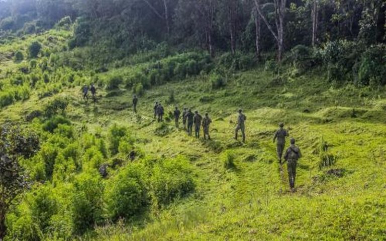 Le parc national des Virunga en RDC menacé par l’exploitation des ressources naturelles