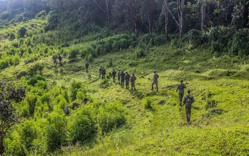 Le parc national des Virunga en RDC menacé par l’exploitation des ressources naturelles