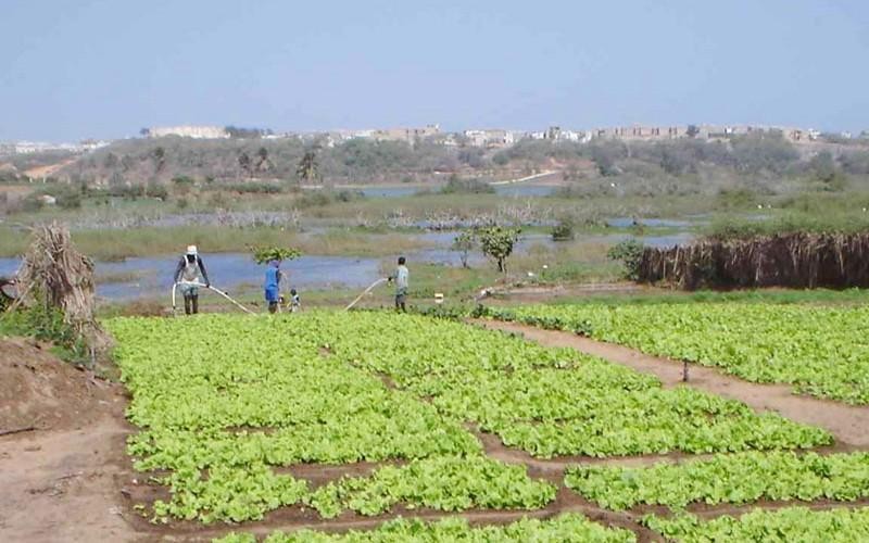 Sénégal : L’âme des Niayes dans le béton, les exploitations agricoles familiales en sursis