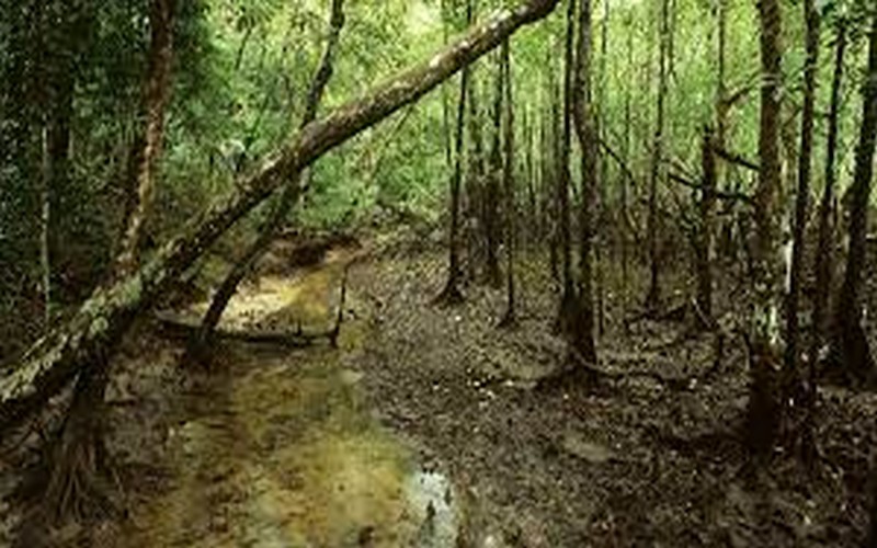 Une étude met en exergue le pouvoir isolant des arbres