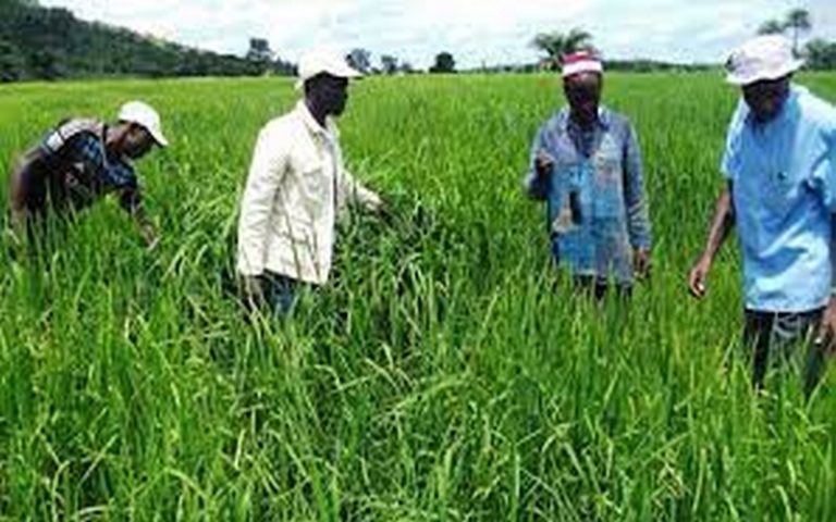 Lutte contre l’insécurité alimentaire : La Corée va octroyer à la Gambie des semences de riz résistantes aux aléas environnementaux