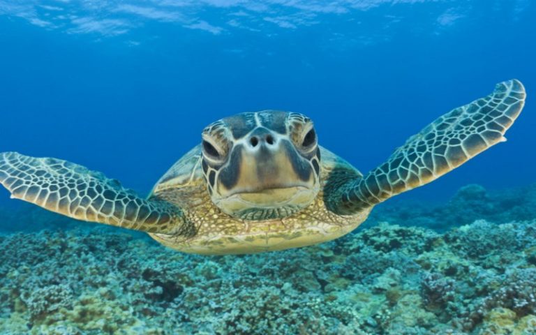 700 000 oiseaux et 300 000 tortues de mer capturés accidentellement chaque année dans le monde, révèle Ibrahima Diouf
