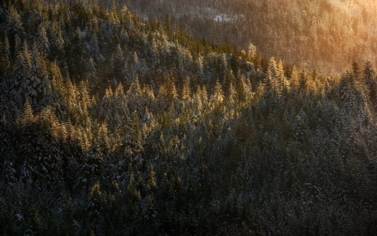Etats unis : Le gouvernement envisage d’interdire la construction de routes dans l’immense forêt tropicale de l’Alaska