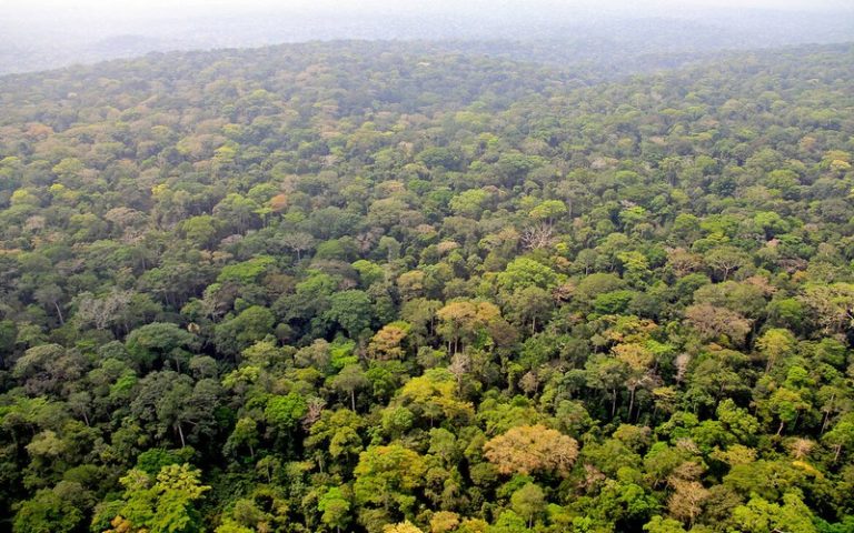La définition régionale pour la forêt, la déforestation et la dégradation des forêts au menu de l&rsquo;atelier de la CEEAC