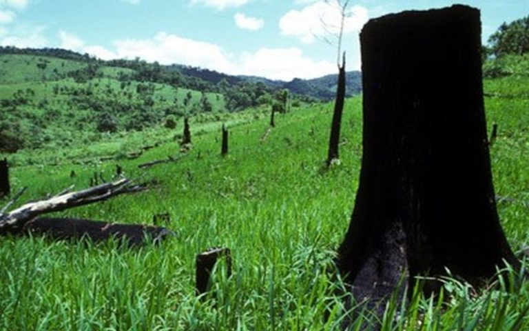 L’agriculture responsable de 90 % de la déforestation dans le monde entre 2000 et 2018, selon la FAO