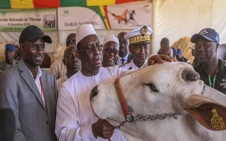 Le Sénégal célèbre la Journée nationale de l’élevage sous le thème « l’entrepreneuriat et les investissements pour un élevage moderne et durable »