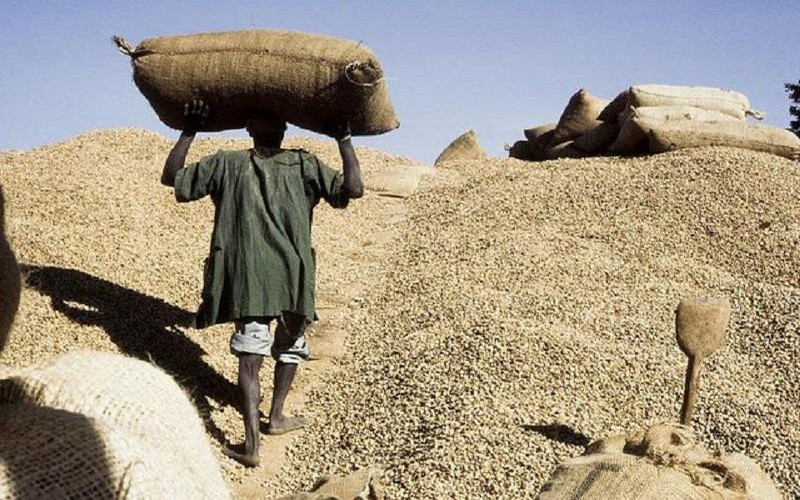 Commercialisation de l’arachide 2024-2025 : Le gouvernement sénégalais fixe le prix du kg à 305 F CFA, une hausse de 25 F CFA pour les producteurs