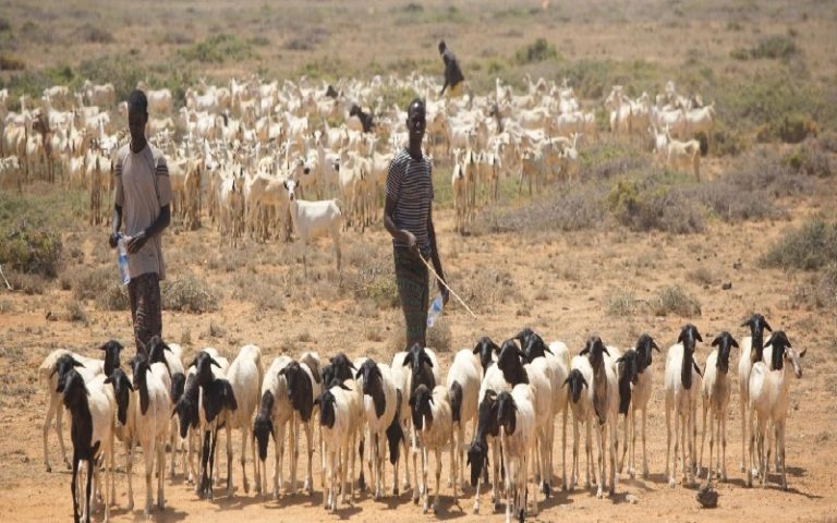 Lutte contre l’insécurité alimentaire en Somalie : La FAO et le QFFD unissent leurs efforts