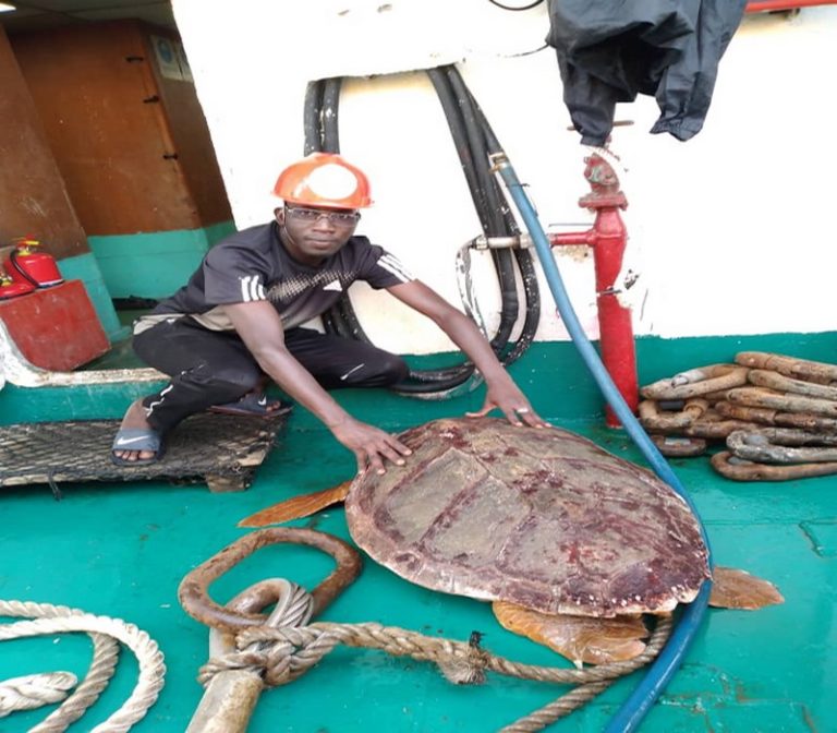 Six organisations et institutions invitent les décideurs ouest africains à renforcer les mesures réglementaires pour réduire les captures accidentelles des tortues et oiseaux de mer lors des activités de pêche