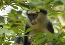Côte d’Ivoire : L’écotourisme dans la forêt de Taï menacée par l’orpaillage clandestin