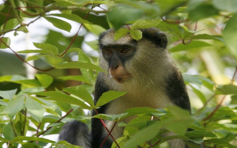 Côte d’Ivoire : L’écotourisme dans la forêt de Taï menacée par l’orpaillage clandestin