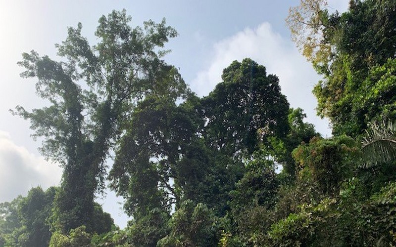 Déforestation en Côte d’Ivoire : Quelles solutions ?