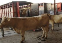 Émissions de gaz à effet de serre : L’IATP incrimine les grandes entreprises européennes de la viande et des produits laitiers