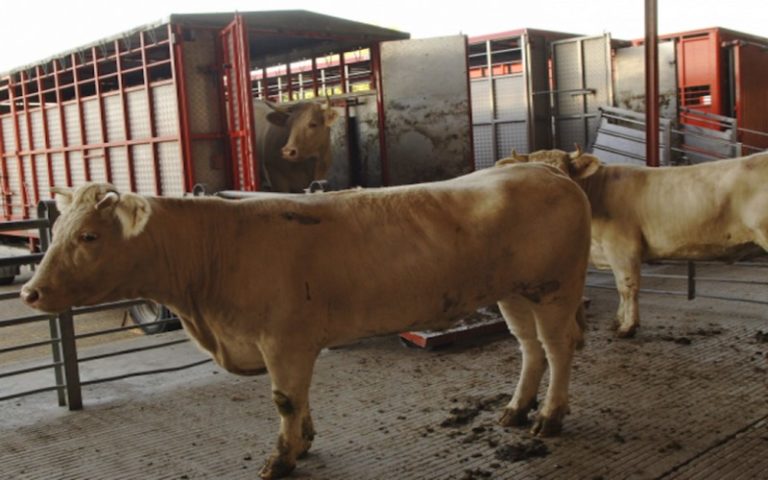 Émissions de gaz à effet de serre : L’IATP incrimine les grandes entreprises européennes de la viande et des produits laitiers