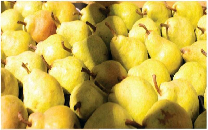 L’Afrique du Sud autorisée à exporter ses poires sur le marché chinois