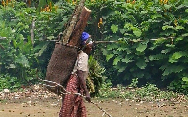 L’OIE s’interroge sur l’avenir de la gouvernance forestière et climatique en République du Congo